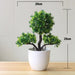 Artificial Bonsai Plants - ShopSwiftly