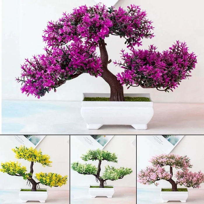 Bonsai Plants