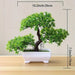 Small Bonsai Tree - ShopSwiftly