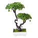 Bonsai Plants